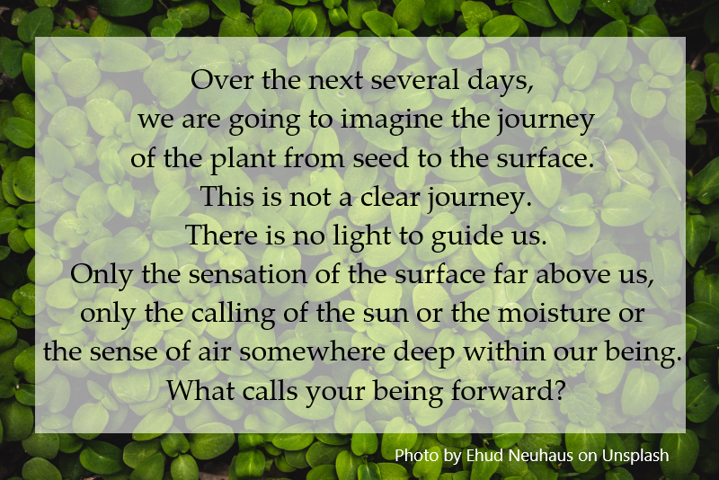 Over the next several days, we are going to imagine the journey of the plant from seed to the surface.